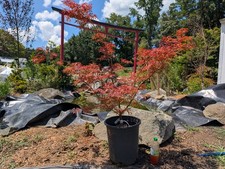 green japanese maples for sale green japanese maples for sale Woodleaf
