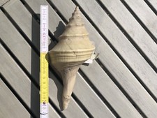 Syrinx aruanus australian gebraucht kaufen  Friedrichsdorf