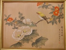Chinese yellow bird for sale  High Point