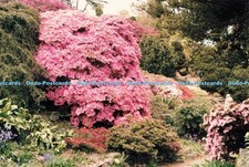 D247903 flowering garden for sale  WARLINGHAM