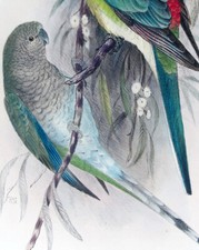 1899 j.f. keulemans usato  Urbino