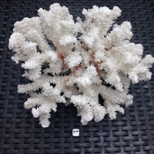 Corail acropora d'occasion  Bar-le-Duc