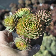 Sempervivum chick charms for sale  Winter