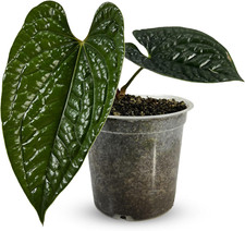 Anthurium luxurian exotic for sale  Denver