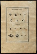 1719 houx gaïac d'occasion  France