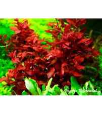 Ludwigia diamond red for sale  STEVENAGE