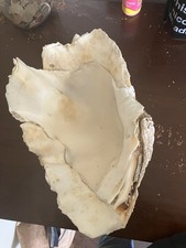 Rare lbs giant for sale  Evergreen Park