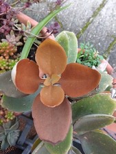Pianta vaso kalanchoe usato  Barcellona Pozzo di Gotto