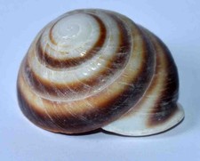 Terrestrial shells rostrata d'occasion  Expédié en Belgium