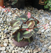 Begonia cleopatrae house for sale  UK