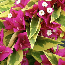 Bougainvillea pink pixie for sale  BECCLES