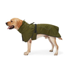 Medium heywean dog for sale  LIVERPOOL
