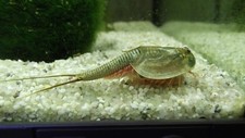 Triops longicaudatus œufs d'occasion  Expédié en France