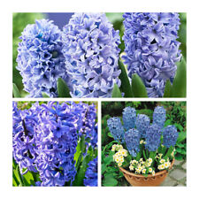 Delft blue hyacinth for sale  UK