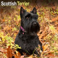 Scottish terrier 2026 for sale Scottish terrier 2026 for sale  UK