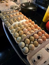 Barnyard mix eggs for sale  Pottstown