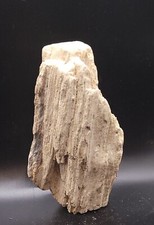 Bois fossilisé specimen d'occasion  Senlis