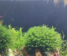 Phoenix moss rare for sale  UXBRIDGE