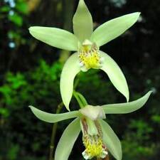 Bletilla striata yellow gebraucht kaufen  Wuppertal