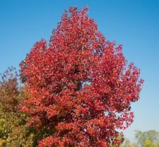 Sweet gum tree for sale  Russell