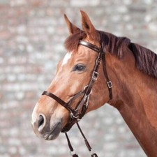 Waldhausen star zaum gebraucht kaufen  Holzheim