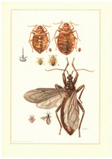 Bettwanze cimex lectularius gebraucht kaufen  Lauenburg/ Elbe