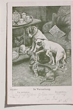 15768 cani bassotto usato  Spedire a Italy
