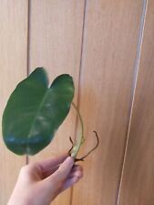 Philodendron burle marx for sale  DONCASTER