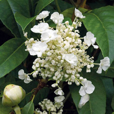 Hydrangea seemannii evergreen for sale  HORSHAM