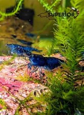 Neocaridina aquarium shrimp for sale  Duluth