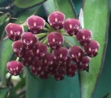 Pianta hoya wayetii usato  Maddaloni