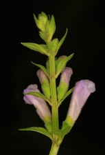 Skullcap plant scutellaria for sale  Sedro Woolley