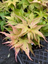 Japanese maple japanese for sale  Mount Angel