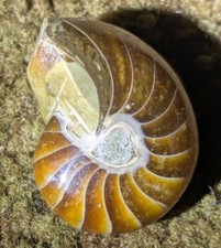 Nautilus cephalopod polished for sale  Pittsburgh