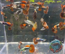 Live guppies males for sale  Wilmer