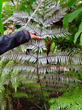 Cyathea dealbata 9cm for sale  BECCLES
