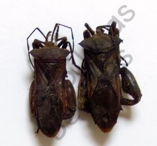 *** BEETLES, (252435) , Heteroptera ssp., Peru ***, usado comprar usado  Enviando para Brazil