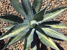 agave gebraucht kaufen agave gebraucht kaufen Nünchritz