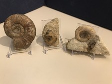 Amos dorset sonninia gebraucht kaufen Amos dorset sonninia gebraucht kaufen  Kerpen