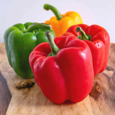Bell pepper seeds for sale  BIRMINGHAM