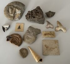 versteinerungen seeigel gebraucht kaufen versteinerungen seeigel gebraucht kaufen Berlin