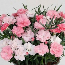 Easy grow dianthus for sale  San Marcos
