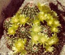 Wahnsinnig schön echinocereus gebraucht kaufen  Kaiserslautern