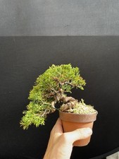 Shimpaku juniper prebonsai for sale  Wallkill