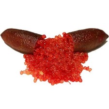 Microcitrus australasica red d'occasion  Pouzauges