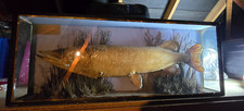 taxidermy pike for sale taxidermy pike for sale DUNSTABLE