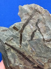 Devonian zosterophyllum rhenan gebraucht kaufen  Saarbrücken