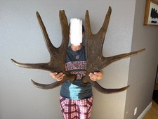 Moose antler shed for sale  Moscow