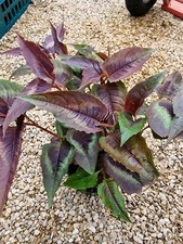 dragon plant for sale dragon plant for sale CARDIFF