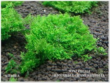 Mini pelia riccardia for sale  HOUNSLOW